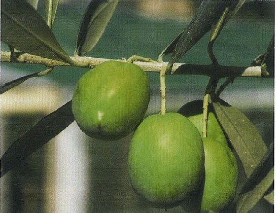 Vente d'oliviers biologiques